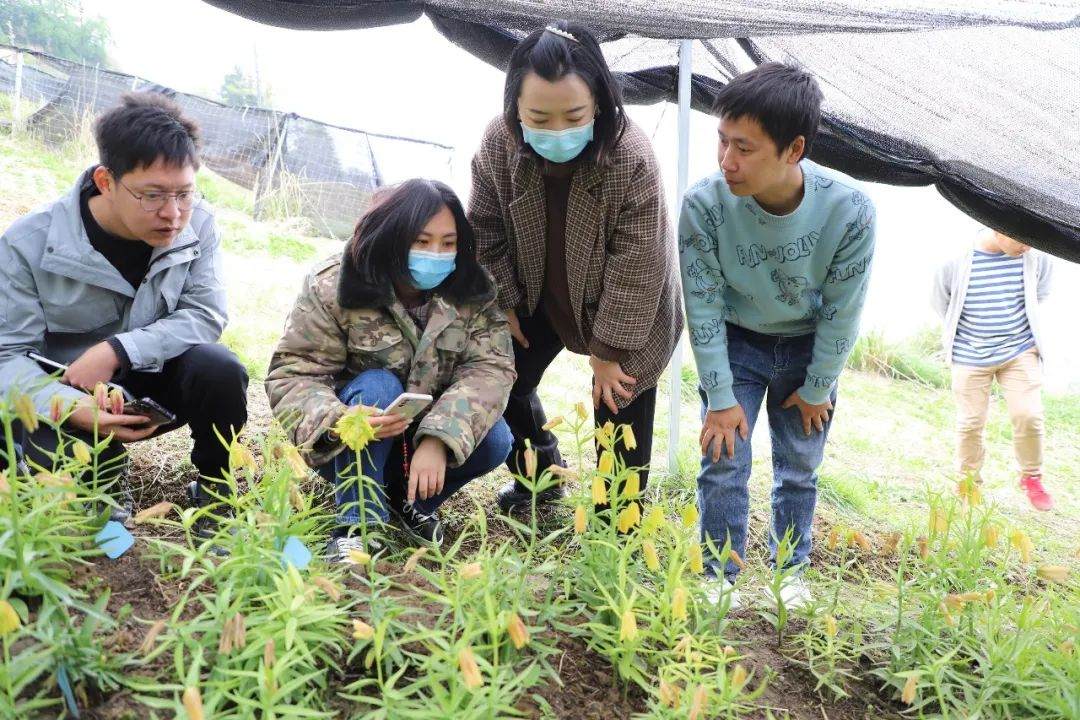 彭州對口支援工作組隊項目組查看瓦布貝母種植情況。彭州市宣傳部供圖