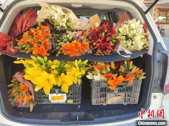 剛剛采摘下來的百合花。　壤塘縣委宣傳部供圖