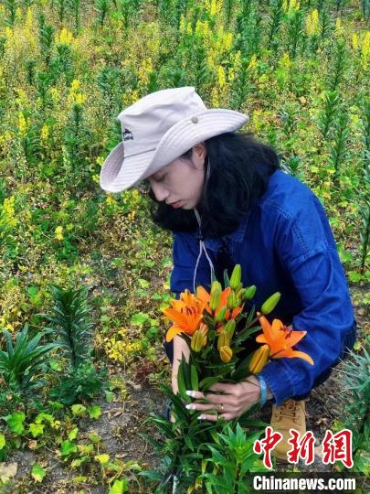 村民采摘百合花?！∪捞量h委宣傳部供圖