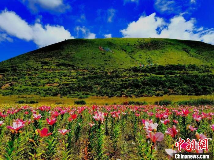 近百畝百合花競(jìng)相開放，景色誘人?！∪捞量h委宣傳部供圖