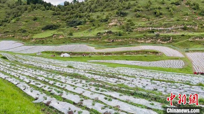 長江源上游水源地班瑪“喚醒”撂荒地：土豆變“金豆”