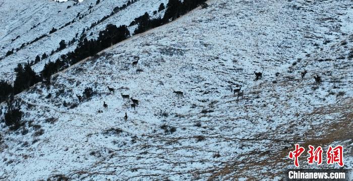 圖為巖羊和馬鹿集體在雪地里休憩?！《继m縣融媒體中心 供圖
