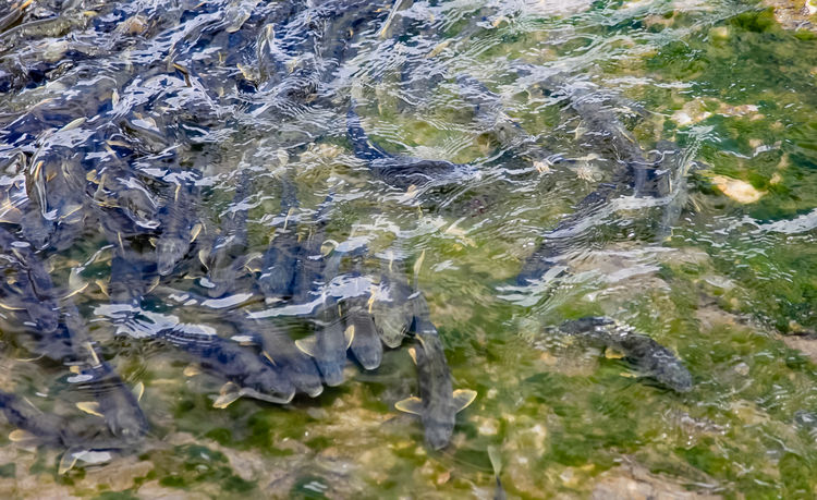 青海湖裸鯉（湟魚）洄游。周元峰攝