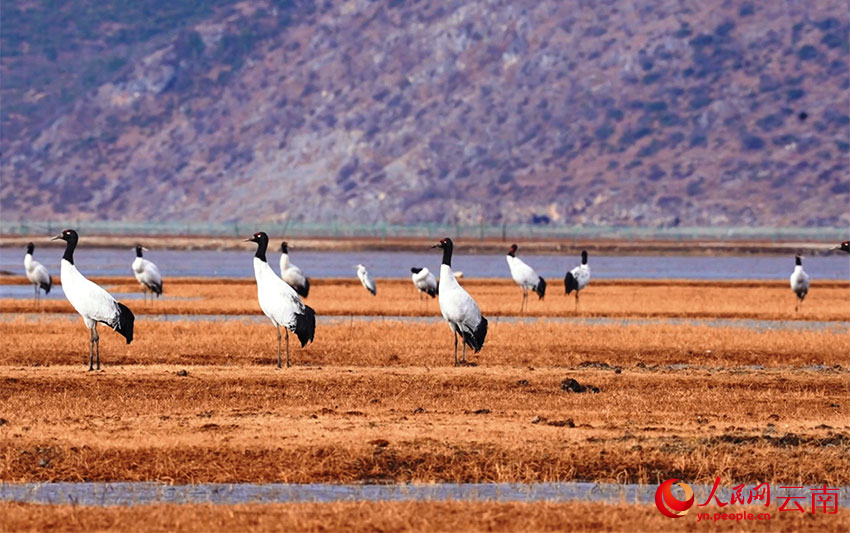 香格里拉納帕海濕地的黑頸鶴。李曉東攝