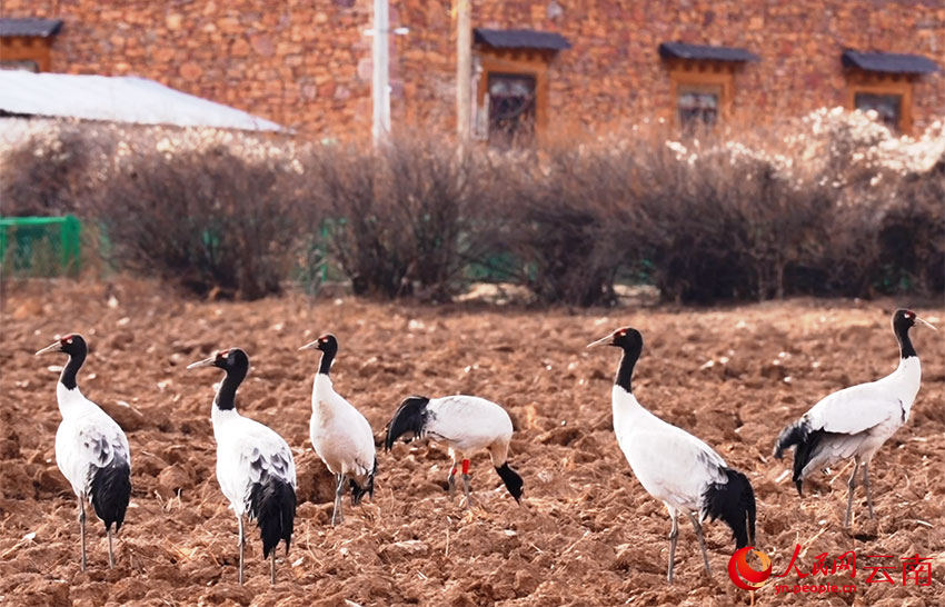 香格里拉納帕海濕地的黑頸鶴。和志榮攝