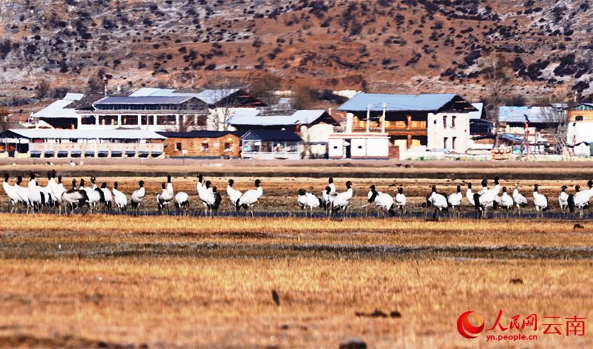 香格里拉納帕海濕地的黑頸鶴。李曉東攝