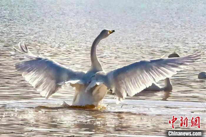 圖為一只大天鵝在水中沐浴?！?yán)桉 攝