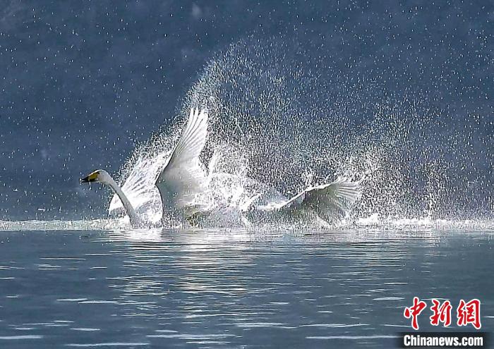 圖為大天鵝在水中嬉戲?！?yán)桉 攝