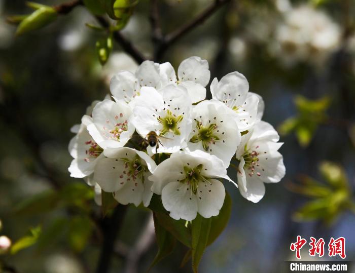 圖為盛開(kāi)的梨花。　祁增蓓 攝