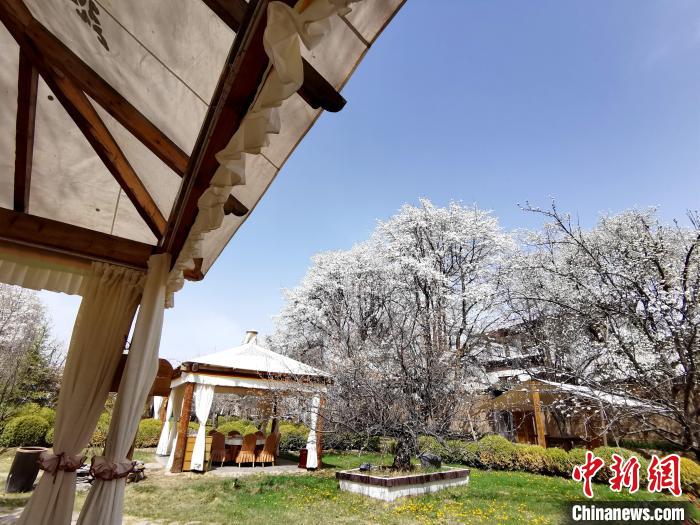 圖為梨花。　張?zhí)砀?攝