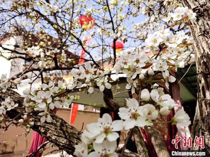 青海尖扎噶達莊園：百年“后花園”梨花盛開，舉目皆春色