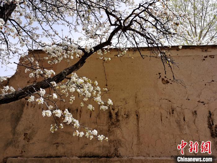 圖為一面土墻旁邊的梨花。　張?zhí)砀?攝