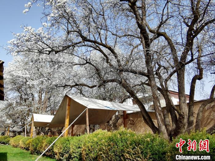 圖為尖扎噶達莊園內(nèi)的梨花?！?zhí)砀?攝