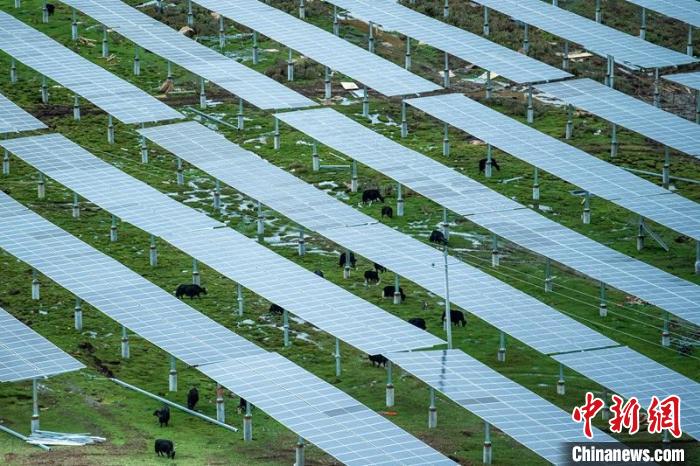 柯拉光伏板距地面高度超過1.8米，可滿足植被生長需要，又能保障牛羊放牧空間，實現(xiàn)“牧光”互補?！⒅铱?攝