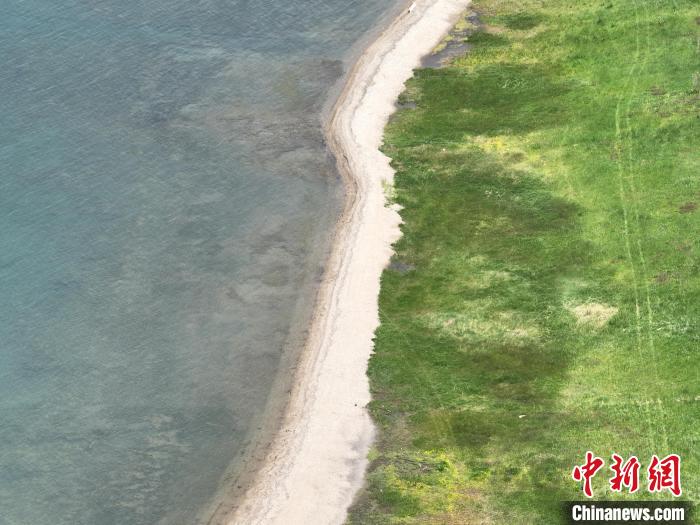 圖為航拍仲夏時(shí)節(jié)，青海湖畔綠茵如毯。　祁增蓓 攝