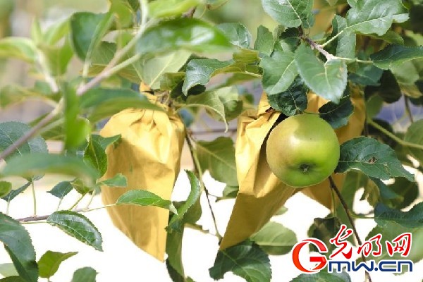 我們的家園｜小蘋果帶動(dòng)大產(chǎn)業(yè)，帶你看看這座阿壩州小村的鄉(xiāng)村振興新模式