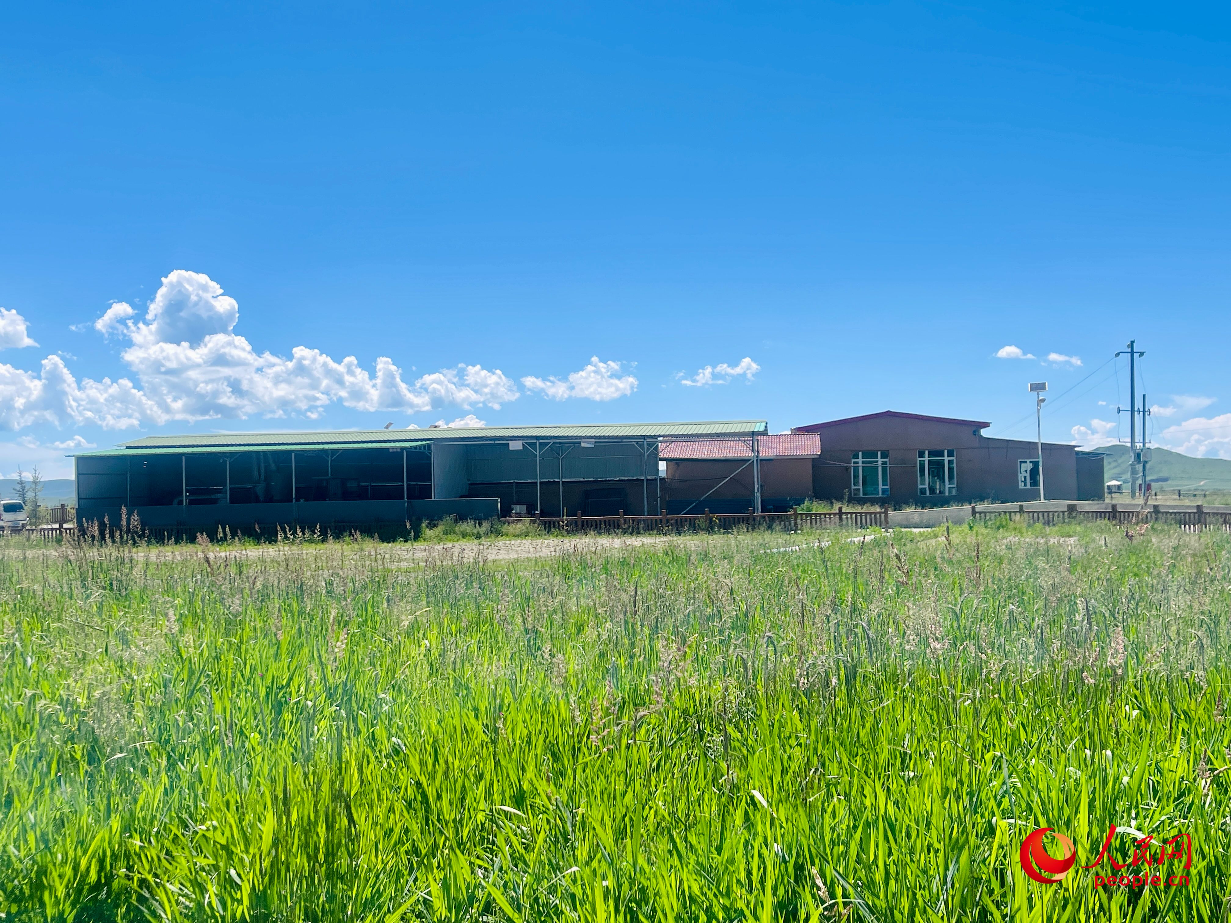 唐日合作社牧草茂密。人民網 周靜圓攝