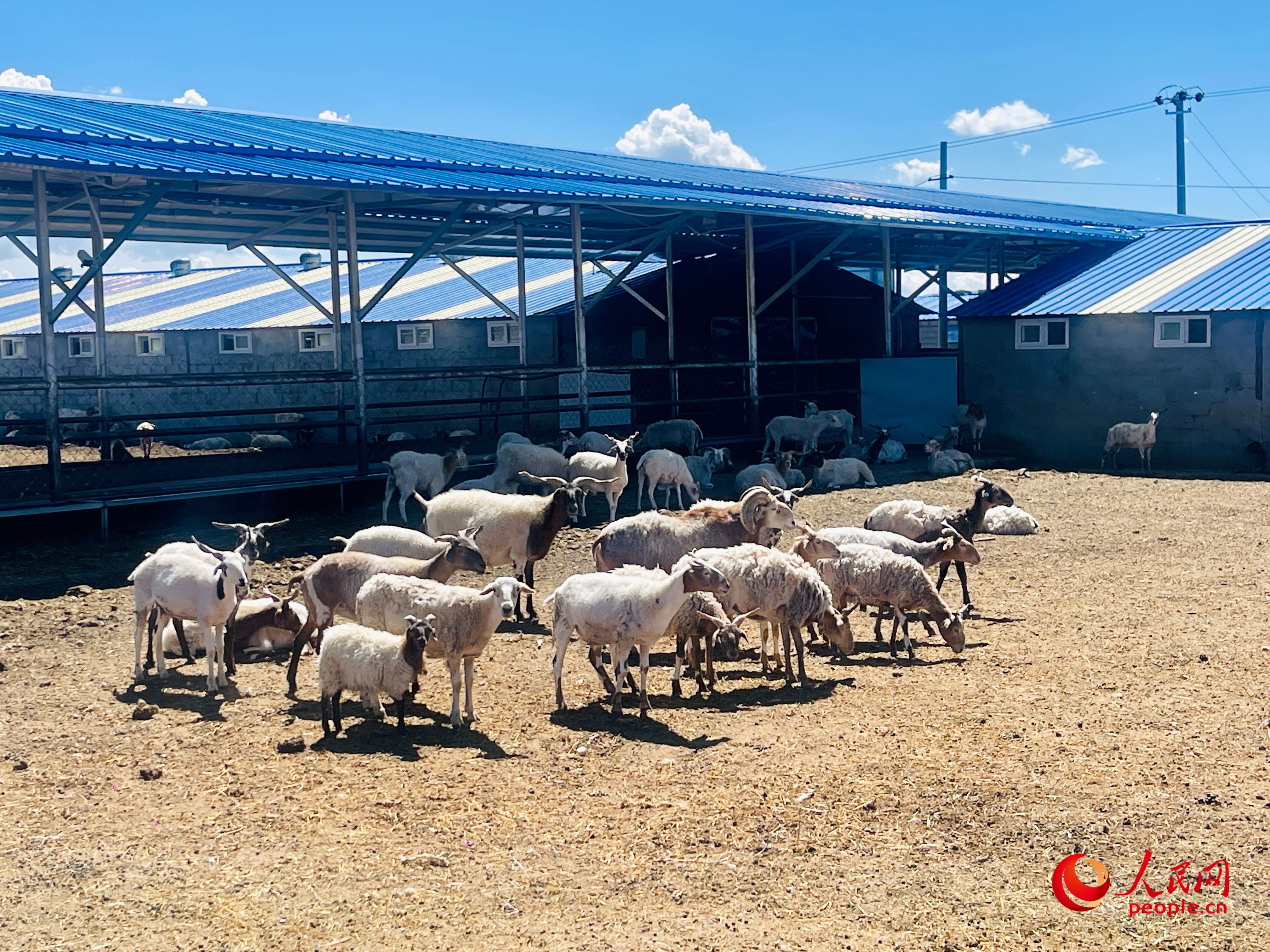 唐日合作社里養(yǎng)殖的羊。人民網 周靜圓攝