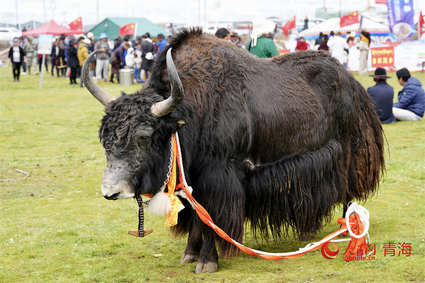澤庫牦牛評比展示。人民網(wǎng) 陳明菊攝