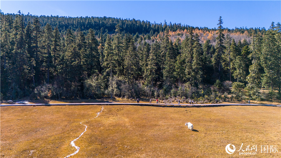 香格里拉國家公園景區(qū)內(nèi)的游客與悠閑的白牦牛。人民網(wǎng)記者 虎遵會攝