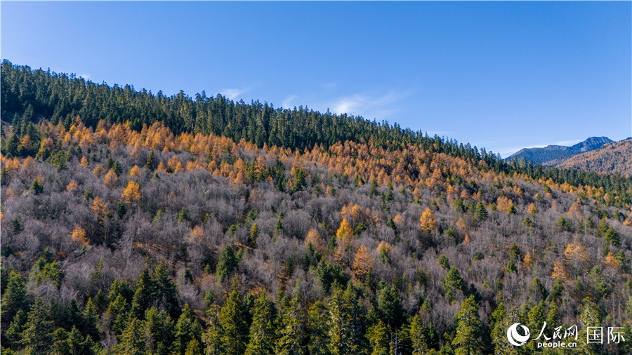 香格里拉國家公園一角。人民網(wǎng)記者 虎遵會攝