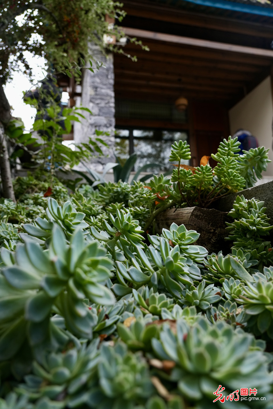 【世界的香格里拉】民宿經(jīng)濟(jì)為鄉(xiāng)村振興注入新活力