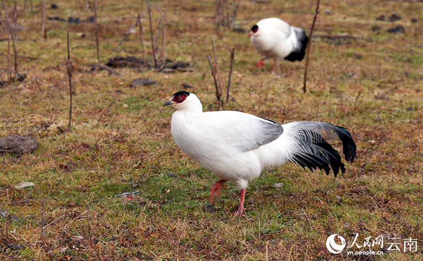 鳥兒在草地上悠閑地覓食。初程江初攝