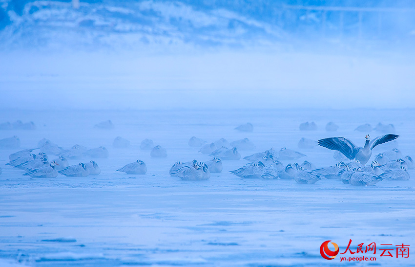 斑頭雁。李志剛攝