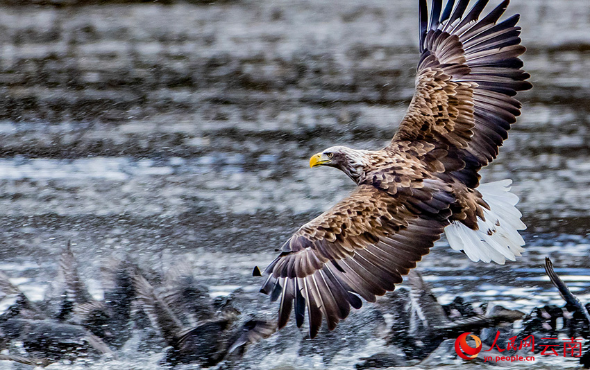 白尾海雕抓骨頂雞。彭建生攝