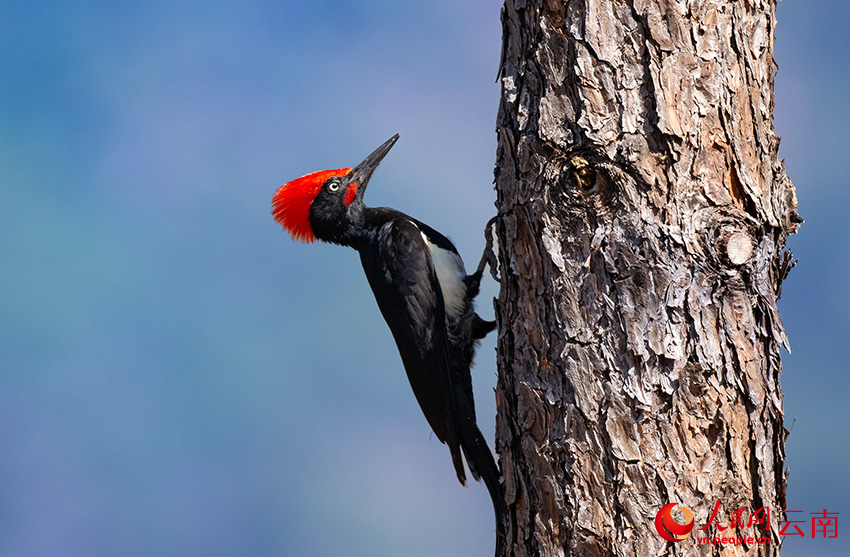 白腹黑啄木鳥(niǎo)。郎批攝