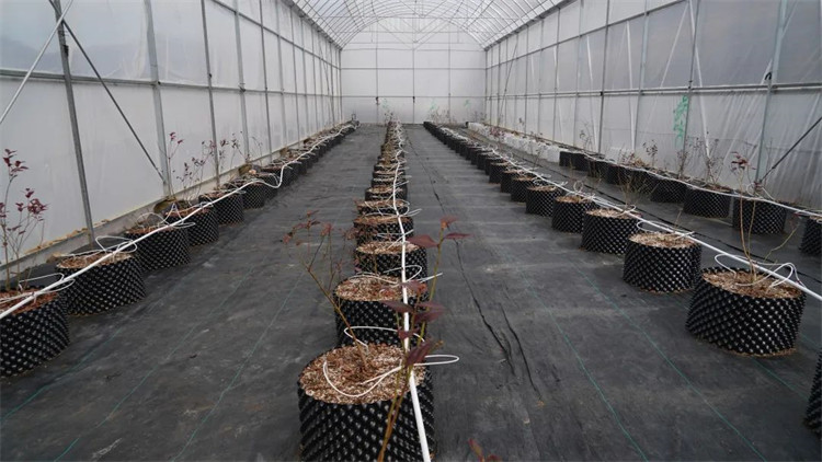 木日窩村藍(lán)莓示范基地的藍(lán)莓苗。黑水縣融媒體中心供圖