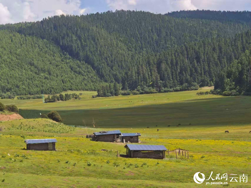 迪慶香格里拉普達(dá)措公園夏日風(fēng)景如畫。人民網(wǎng)記者 木勝玉攝