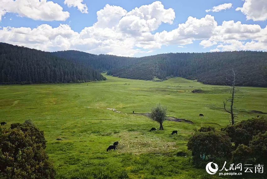 迪慶香格里拉普達(dá)措公園夏日風(fēng)景如畫。人民網(wǎng)記者 木勝玉攝