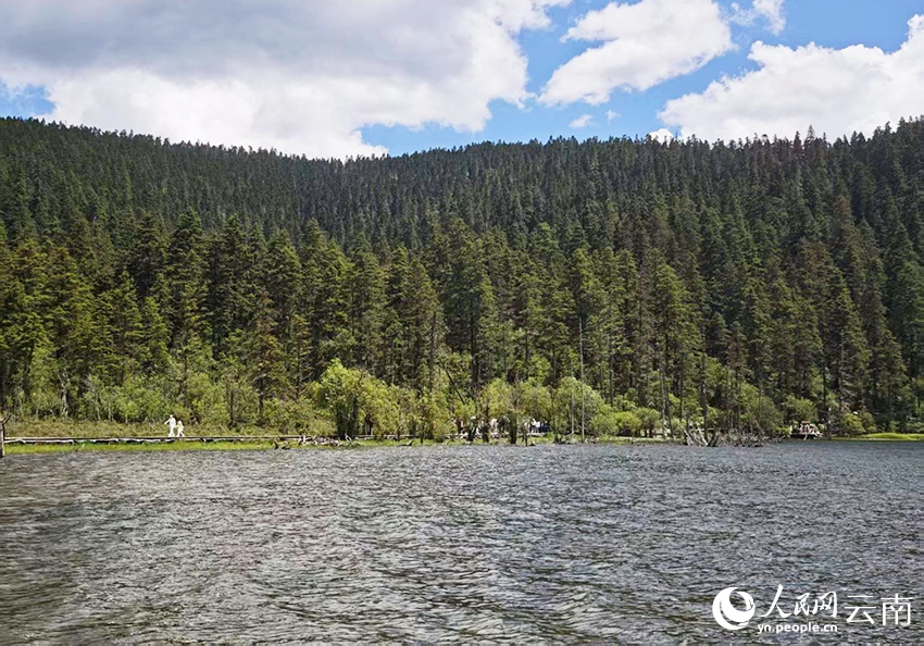 迪慶香格里拉普達(dá)措公園夏日風(fēng)景如畫。人民網(wǎng)記者 木勝玉攝