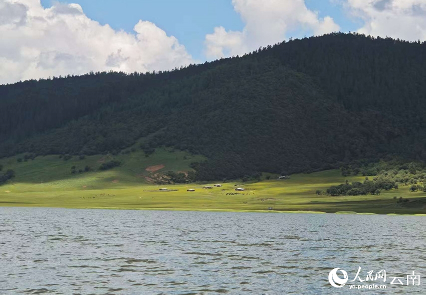 迪慶香格里拉普達(dá)措公園夏日風(fēng)景如畫。人民網(wǎng)記者 木勝玉攝