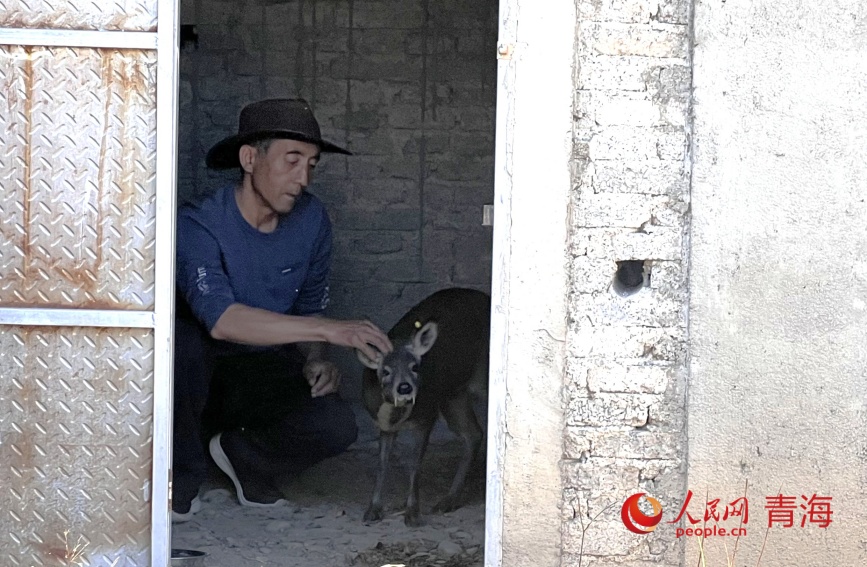 謝發(fā)成查看林麝生長(zhǎng)狀態(tài)。人民網(wǎng)記者 甘海瓊攝