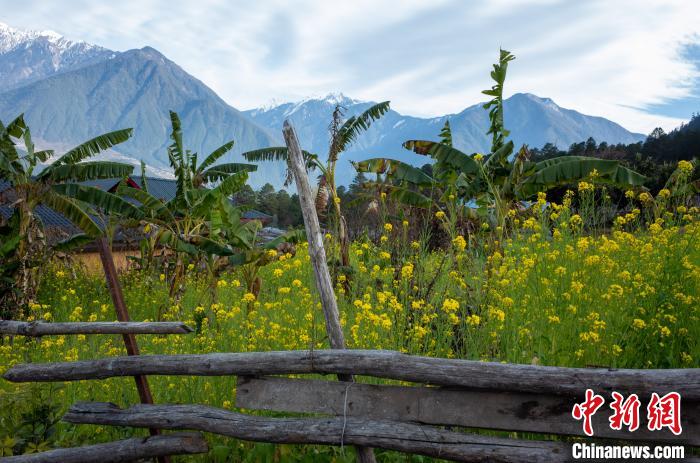 種獼猴桃、耙耙柑西藏林芝下察隅千方百計(jì)為民眾“鼓腰包”