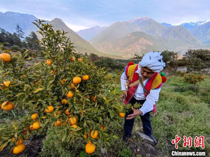 林芝下察隅鎮(zhèn)京都村101畝耙耙柑豐收?！〗w波 攝