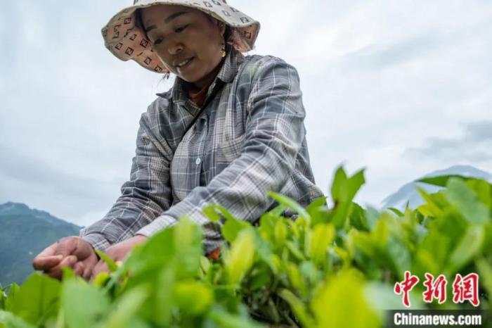 圖為墨脫縣背崩鄉(xiāng)門巴族民眾采摘茶葉。