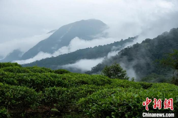 墨脫縣背崩鄉(xiāng)的高山茶場。