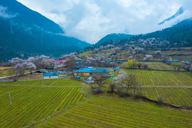 桃花村。 張靜攝