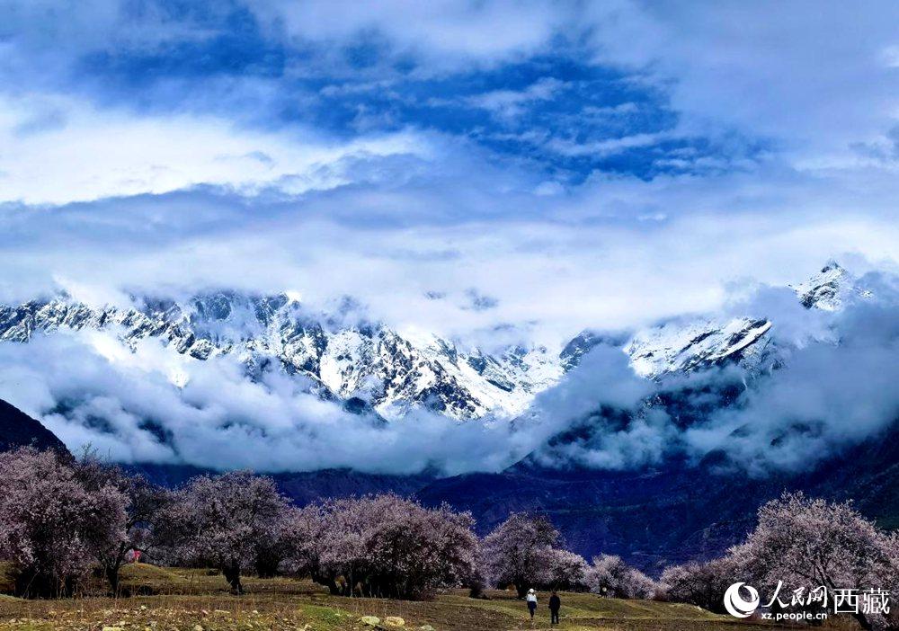 雪山下的桃花。人民網(wǎng) 李海霞攝