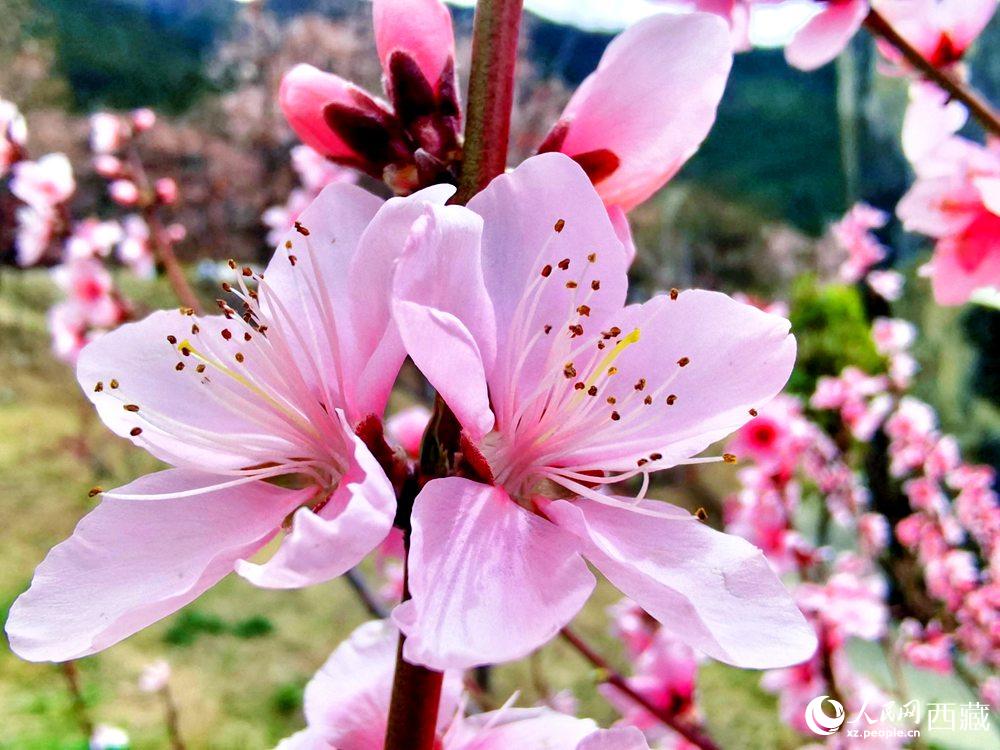 林芝桃花開。人民網(wǎng) 李海霞攝