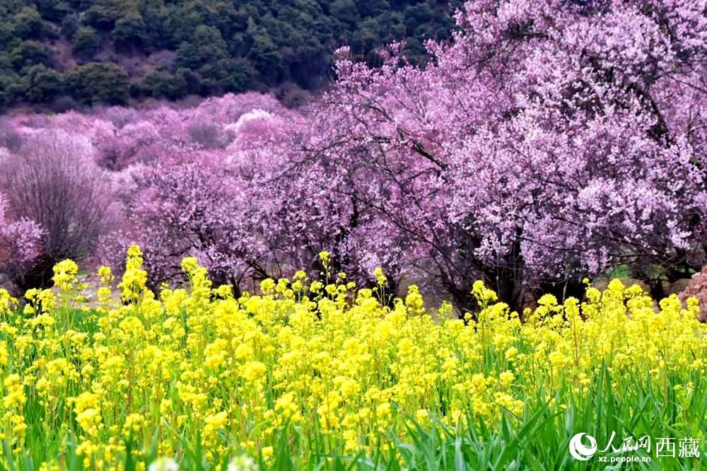 桃花與油菜花交相輝映。人民網(wǎng) 李海霞攝