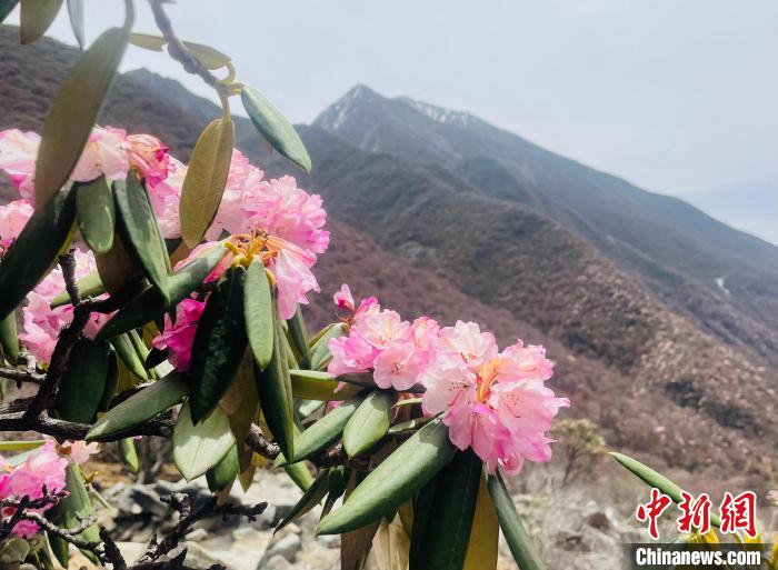 近日，西藏自治區(qū)山南市加查縣索囊溝的杜鵑花競相綻放?！∪轿木?攝
