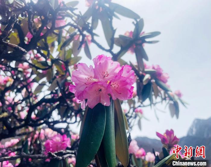近日，西藏自治區(qū)山南市加查縣索囊溝的杜鵑花競相綻放?！∪轿木?攝