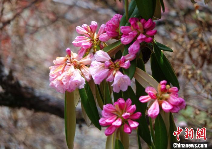 近日，西藏自治區(qū)山南市加查縣索囊溝的杜鵑花競相綻放。　冉文娟 攝