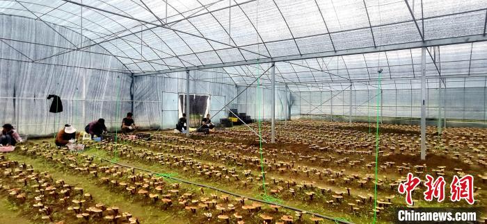圖為紅太陽科技示范家庭農場組織民眾采收靈芝?！∑酱胪喙﹫D