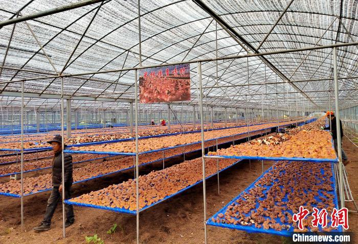 圖為紅太陽科技示范家庭農場采收的靈芝。　平措旺青供圖