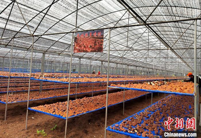 圖為紅太陽科技示范家庭農場采收的靈芝?！∑酱胪喙﹫D